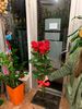 Photo 4. Delivery of red roses to Khmelnycky, Ukraine. florist.com.ua